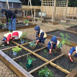 Nursery veggies